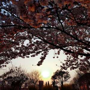 美女百分百露乳头
